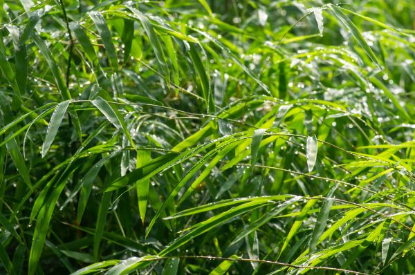 Bamboo Removal