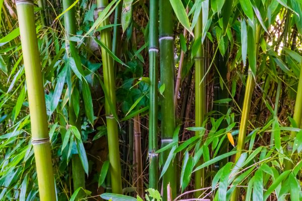 Bamboo Trimming in Odessa