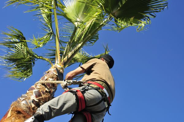 Palm Tree Trimming in Odessa