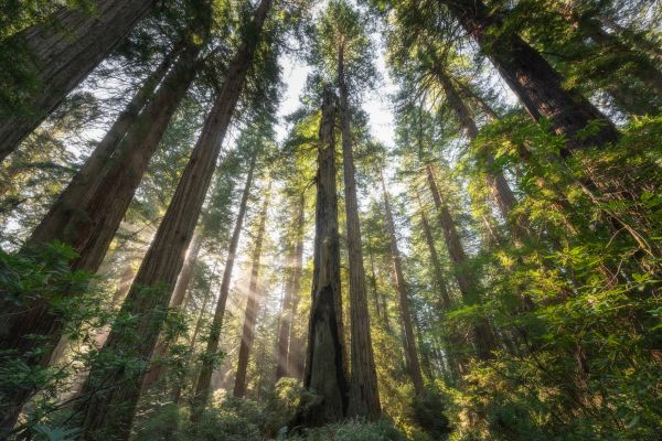 Redwood Tree Maintenance