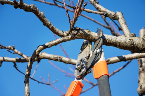 Residential Tree Service in Odessa