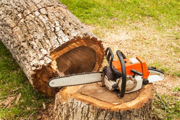 Tree Cutting Service in Odessa