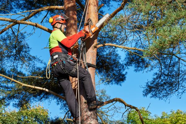 Tree Service in Odessa
