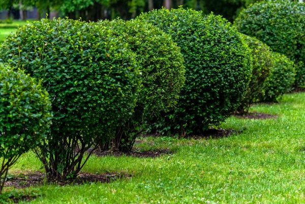 Pruning Service