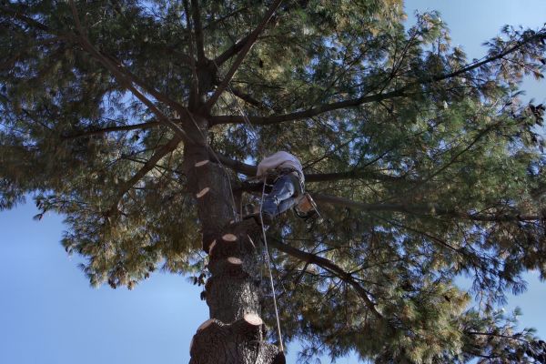 Trimming Service in Odessa