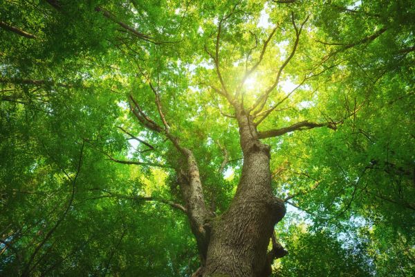 Tree Disease Management