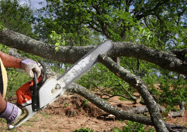 Tree Branch Cutting