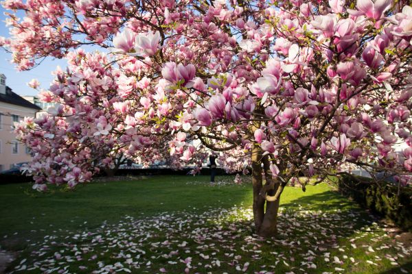 Ornamental Tree Pruning in Odessa