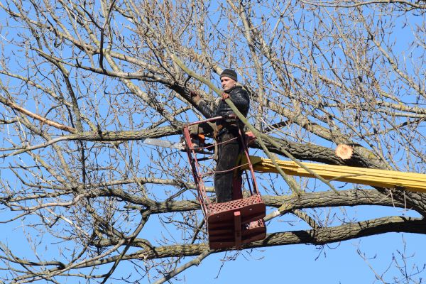 Emergency Tree Trimming in Odessa