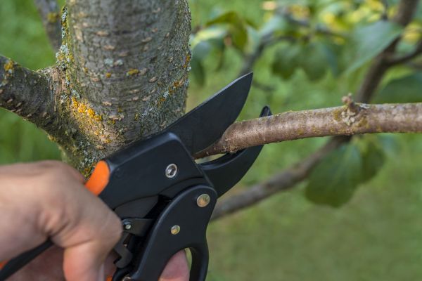 Tree Sculpting