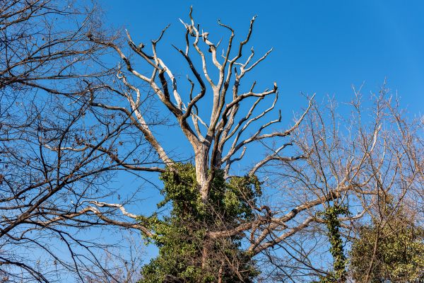 Deadwood Removal