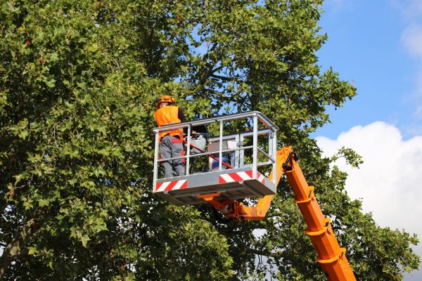 Commercial Tree Service in Odessa
