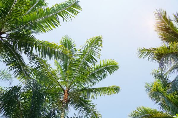 Palm Care