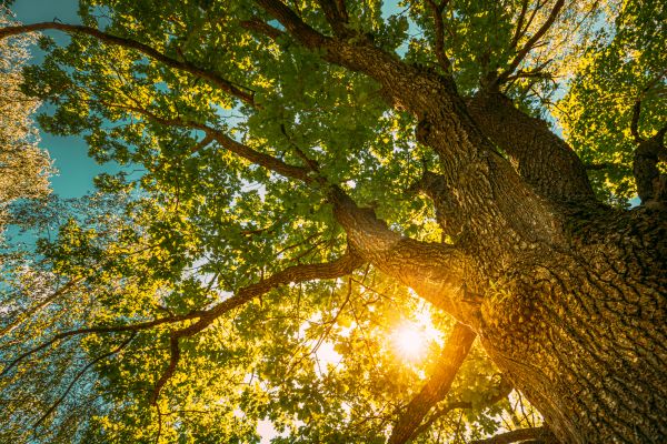 Oak Tree Pruning in Odessa