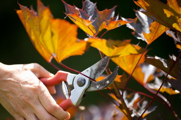 Maple Tree Pruning in Odessa
