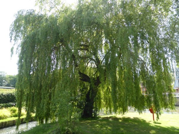 Willow Tree Trimming in Odessa