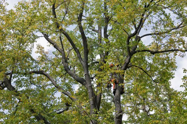 Tree Crown Shaping Service