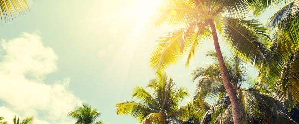 Palm Tree Care Service