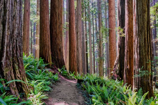 Redwood Tree Trimming in Odessa