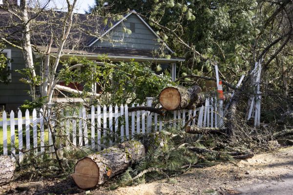 House Tree Removal