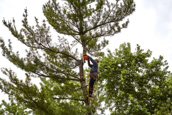 Pine Tree Shaping