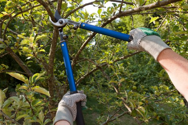 Residential Tree Pruning in Odessa