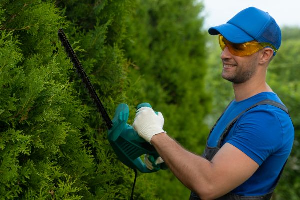 Tree Shaping Service in Odessa
