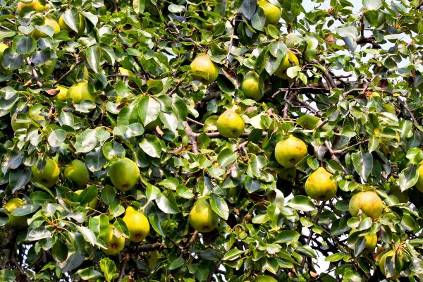 Pear Tree Shaping