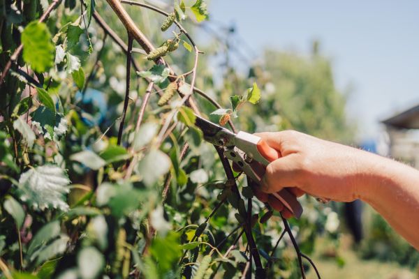 Birch Tree Pruning in Odessa