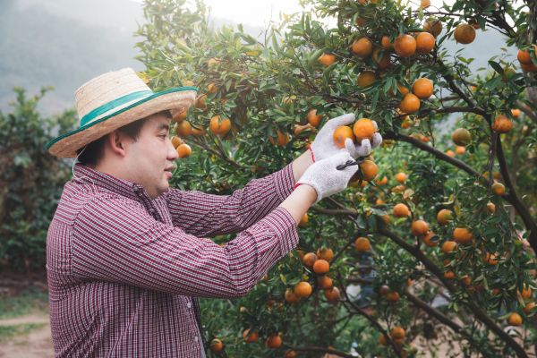Orange Tree Pruning in Odessa