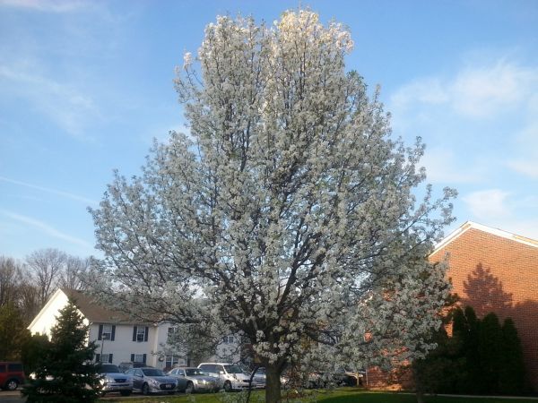 Bradford Pear Tree Pruning in Odessa
