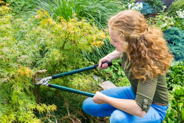 Japanese Maple Tree Pruning