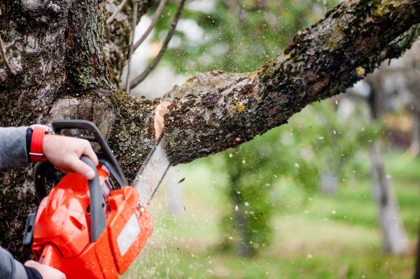 Branch Cutting Service in Odessa
