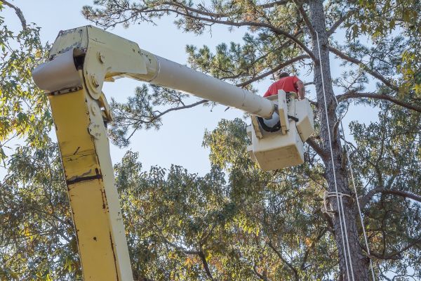 Limbs Trimming in Odessa