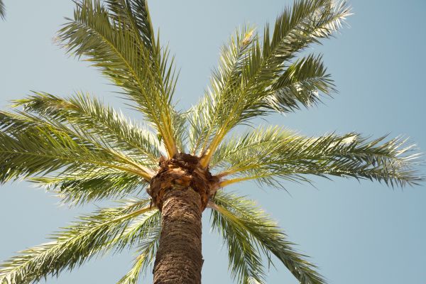 Queen Palm Pruning in Odessa