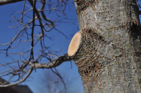 Limb Pruning in Odessa