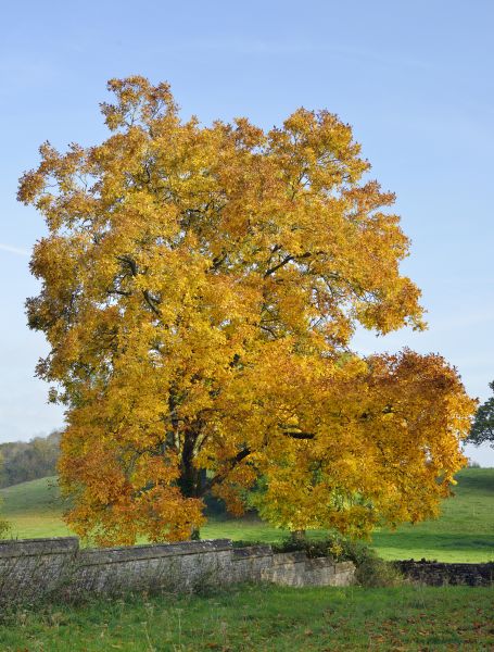 Hickory Tree Trimming in Odessa