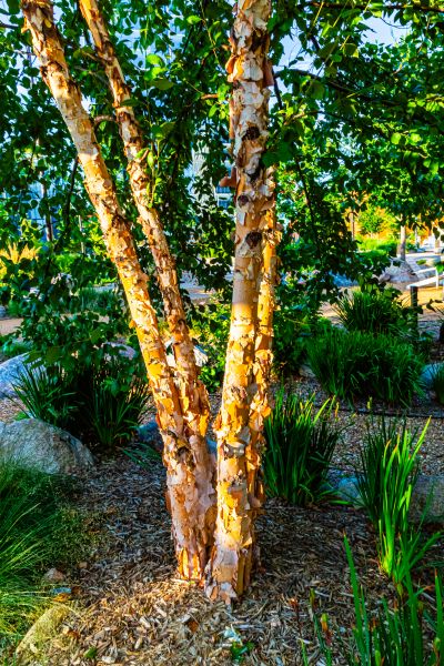River Birch Trimming in Odessa
