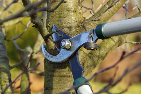 Tree Limb Trimming Service in Odessa