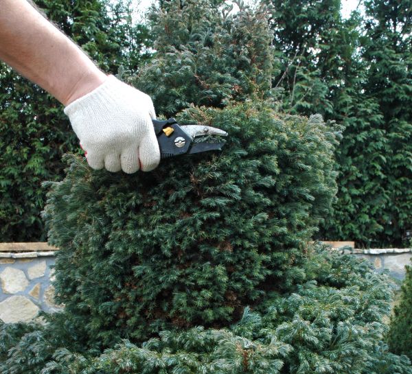 Ornamental Tree Trimming in Odessa