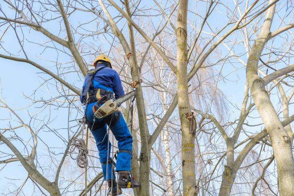 Large Tree Trimming in Odessa