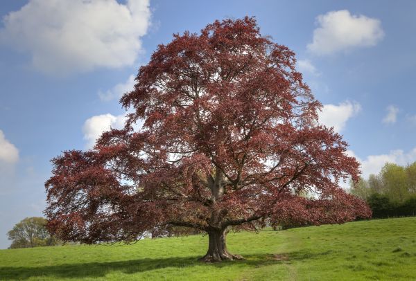 Beech Tree Pruning in Odessa