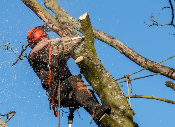 Tree Trimming Service in Odessa