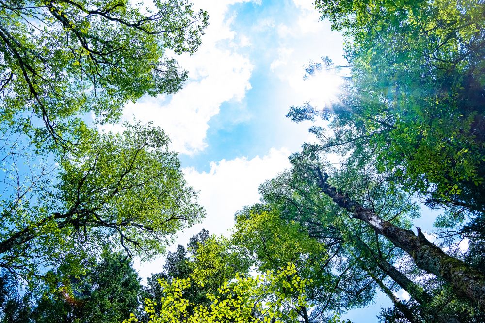 Tree Crown Restoration