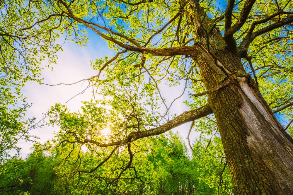 Tree Crown Sculpting