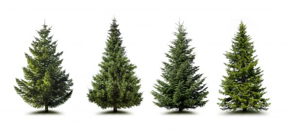 Cost of Pine Tree Trimming in Odessa