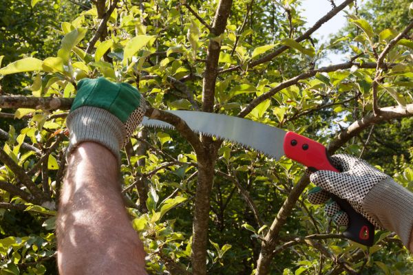 Apple Tree Trimming in Odessa