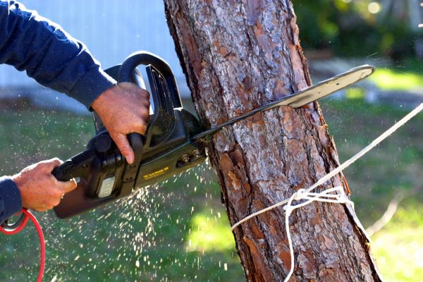 Dead Tree Removal